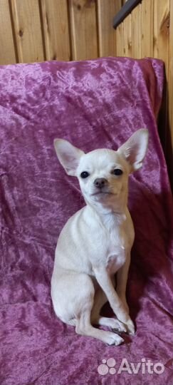 Чихуахуа мини девочка