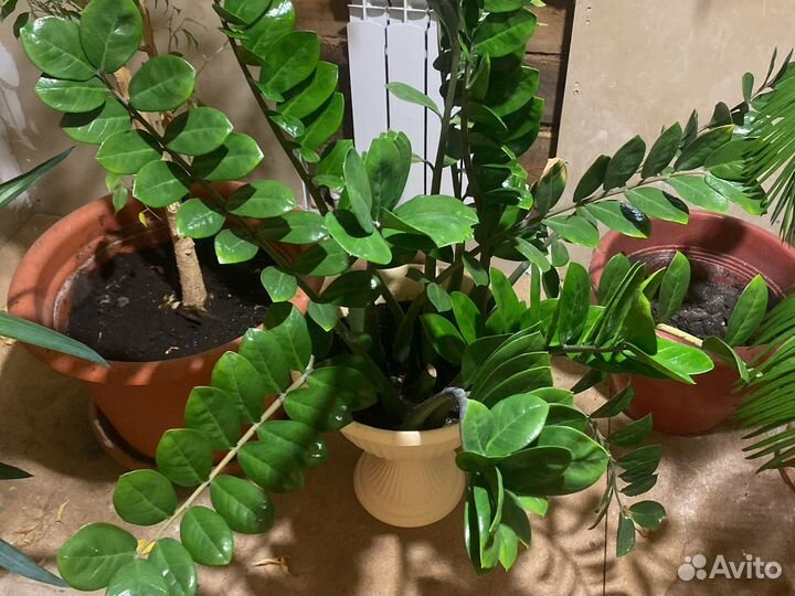 Замиокулькас