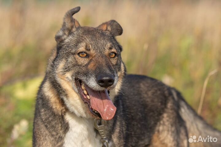 Оникс молодой пёсик