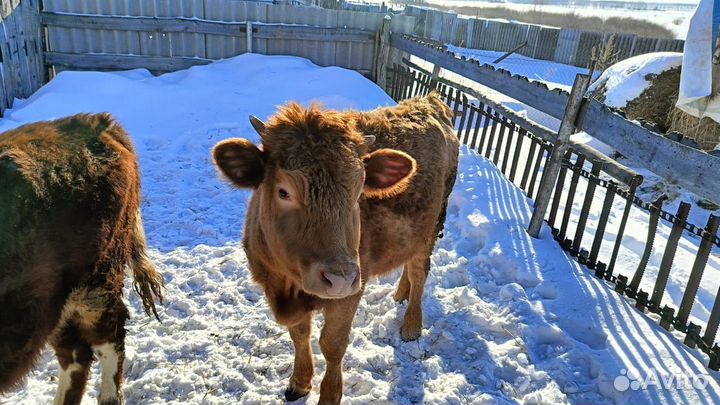 Бычок и телка