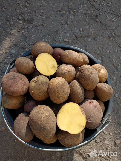 Картофель