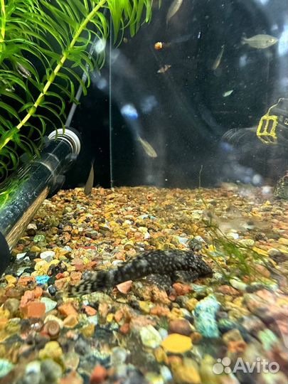 Сомики коридорасы