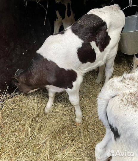 О Телята бычки и тёлки