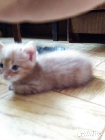 Котята в добрые руки даром