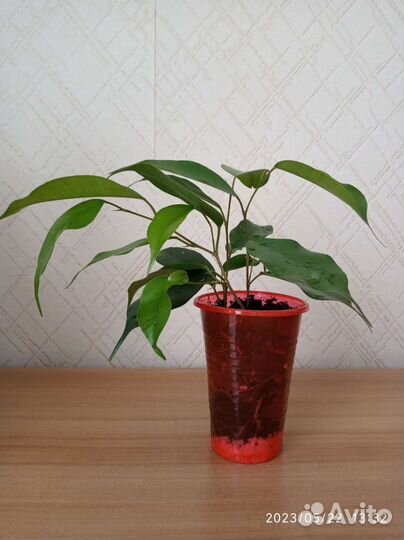 Укоренённые черенки фикуса