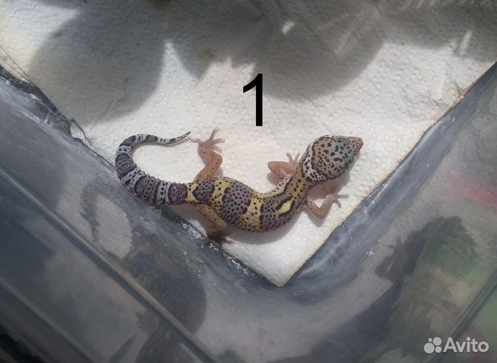 Гекконы эублефары