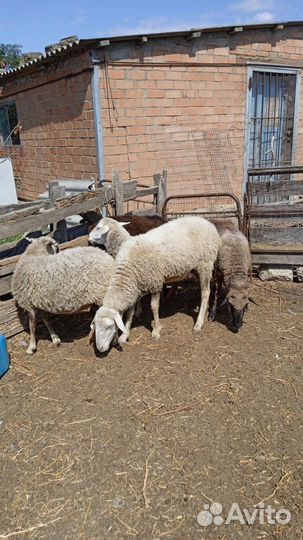 Овцы (матки)