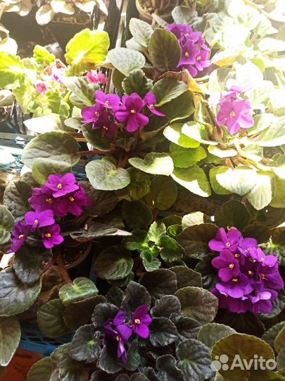 Фиалка в горшках