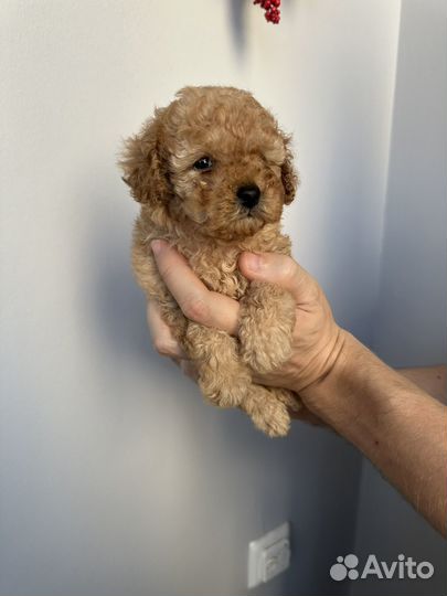 Микро мальчики и девочки