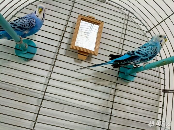 Волнистые попугаи