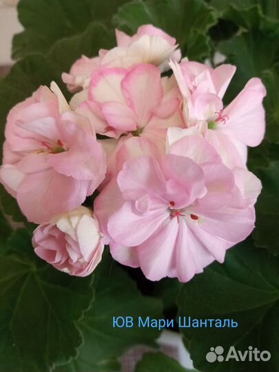 Сортовые пеларгонии