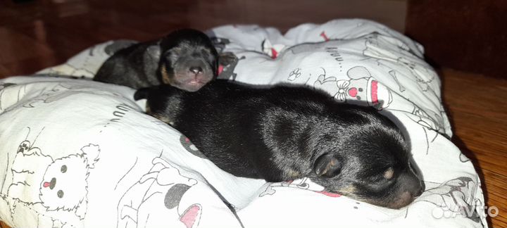 Щенок щпиц- терьер