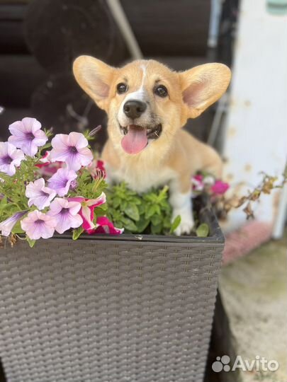 Вельш-корги пемброк