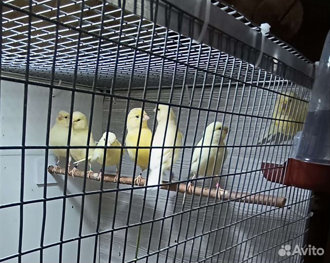 Канарейки цветные. Жёлтые и белые рецессивные