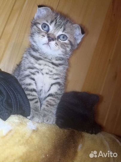 Британская