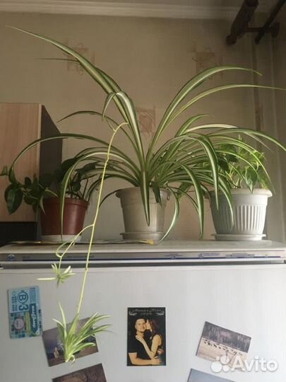 Хлорофитум