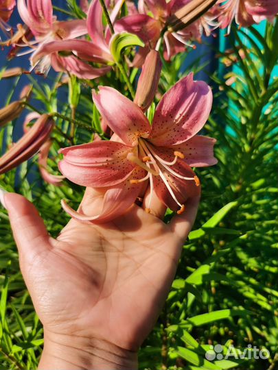 Лилии тигровые