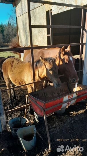 Лошади жеребята