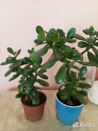 Комнатные растения