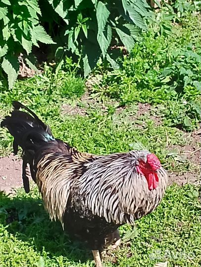 Петухи порода Брама