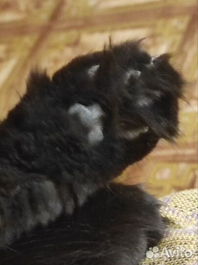 Котик Кузя