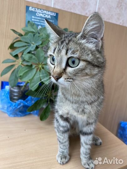 Кошки в добрые руки