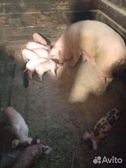 Поросята