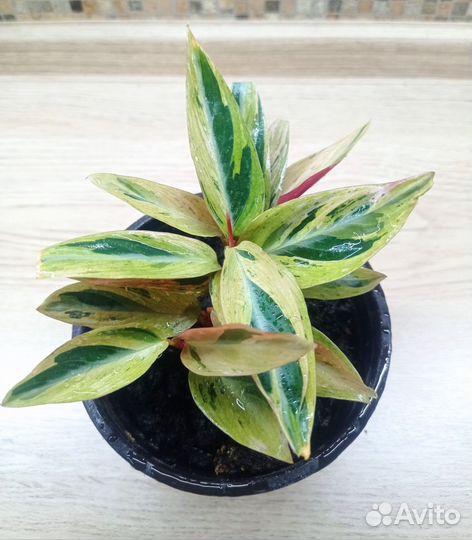 Строманта Мультиколор