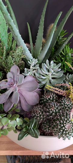 Суккуленты композиция, 50 см