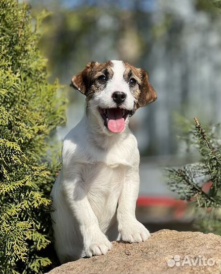 Джек Рассел терьер