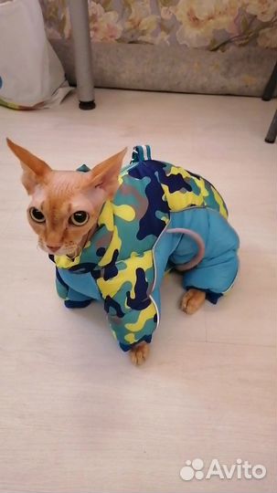 Канадский сфинкс девочка