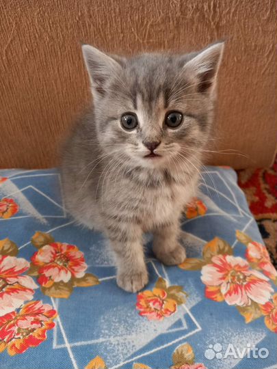 Котята