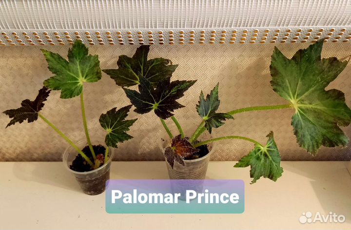 Детки и стартеры бегоний