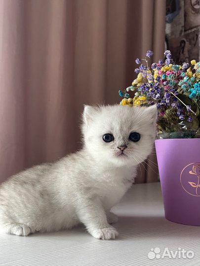 Котята британская серебристая шиншилла