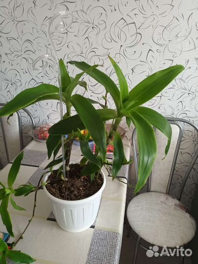 Цветок золотой ус