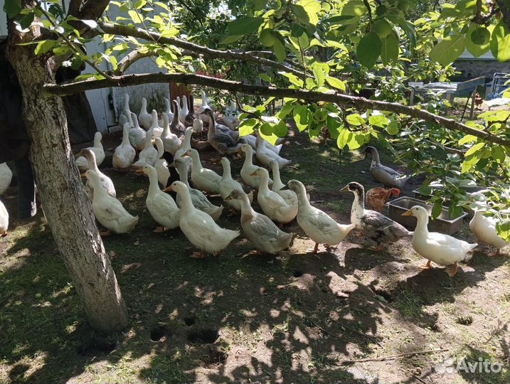 Яйца перепелиные домашние