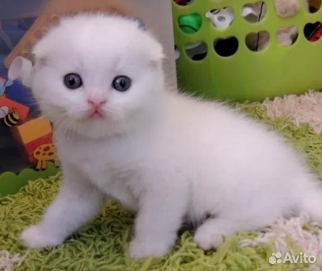 Клубный вислоушка королевской белоснежной шиншилл