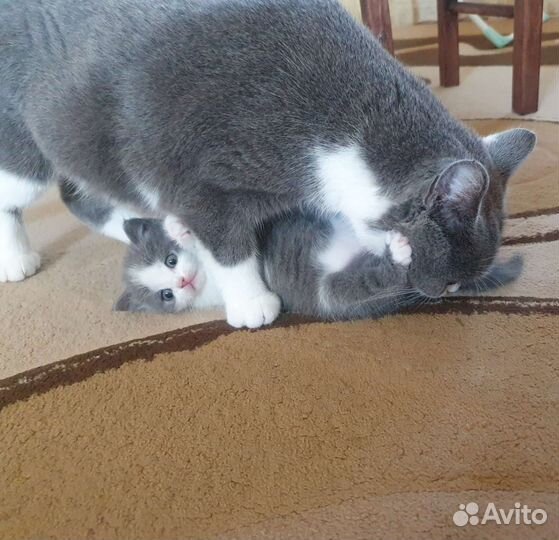 Малышка ищет своих родителей