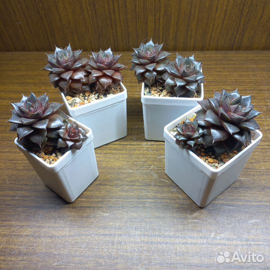 Суккулент Эхеверия Пурпузорум или Багряная