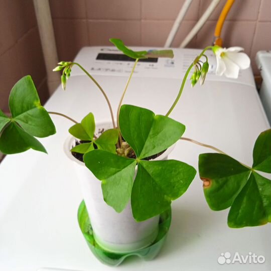 Кислица(оксалис)