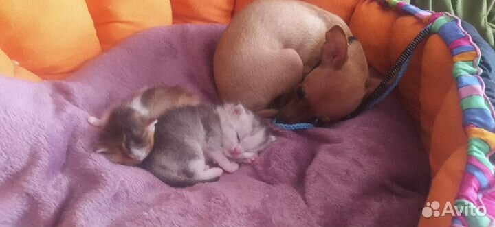 Щенки русский мини той-терьер