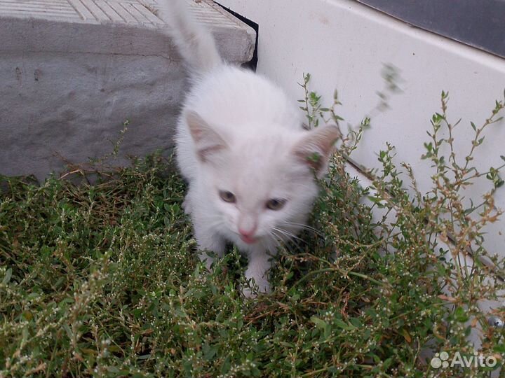 Котёнок белый брошенный без блох