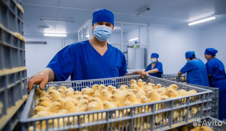 Разнорабочий вахта птицефабрика