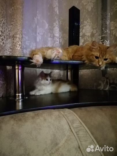 Курильский бобтейл