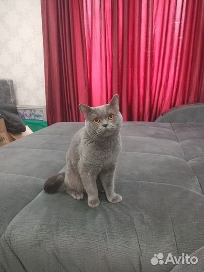 Британский кот вязка