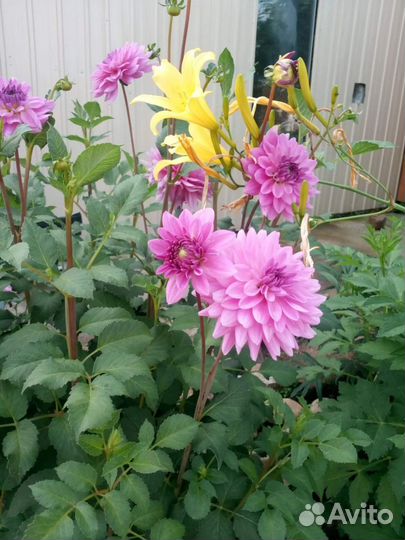 Георгины многолетние