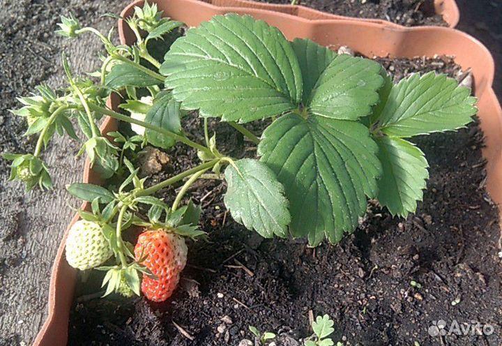 Клубника садовая (рассада в стаканчиках)