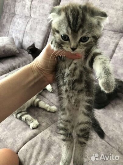 Шотландские вислоухие котята