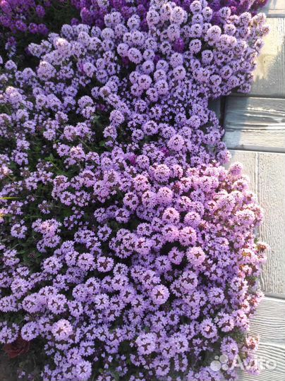 Тимьян (чабрец) ползучий, лимонный, Антеннария