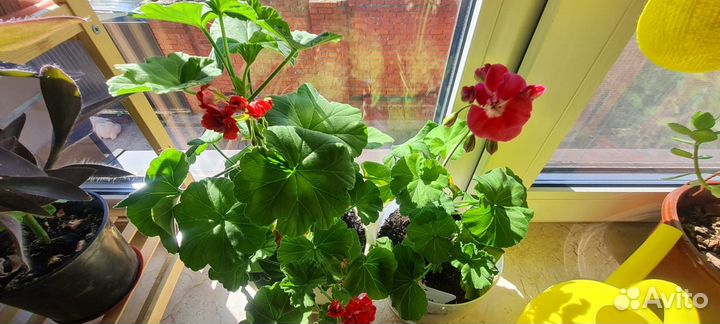 Пеларгония